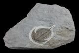 Lower Cambrian Trilobite (Pseudosaukianda) - Issafen, Morocco #170767-1